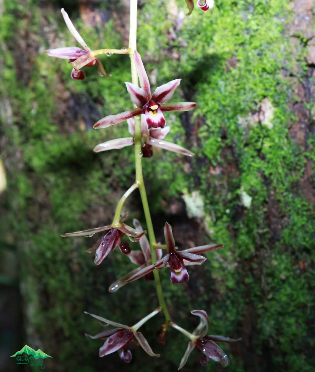 Cymbidium aloifolium (L.) Sw.